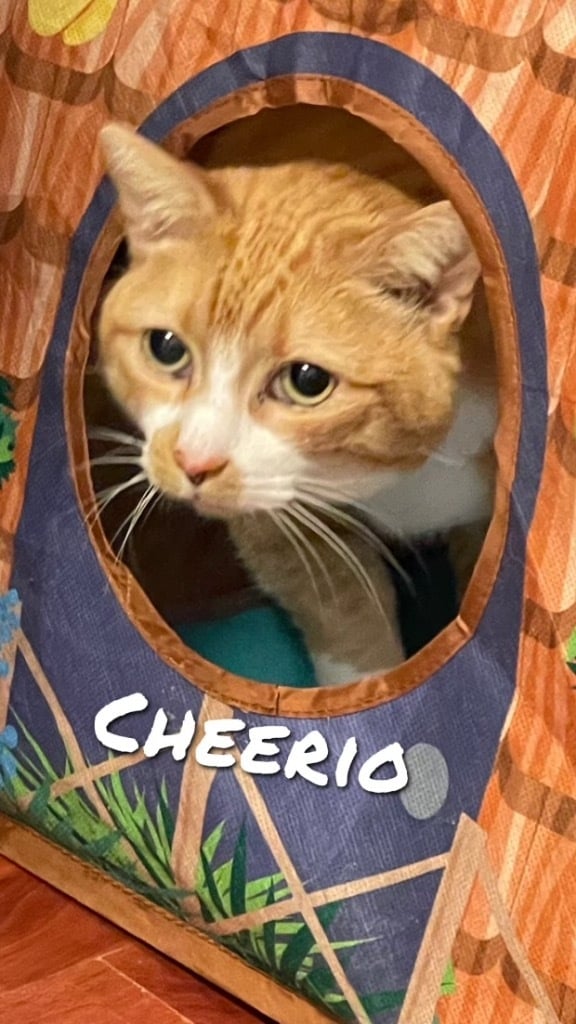 Cheerio