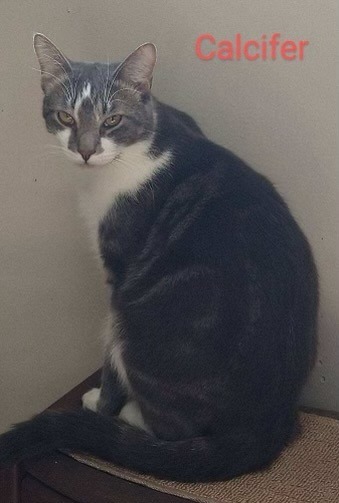 Calcifer
