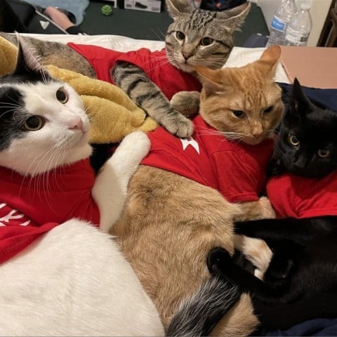 *** Smokey, Blaze, Nugget, and Chief