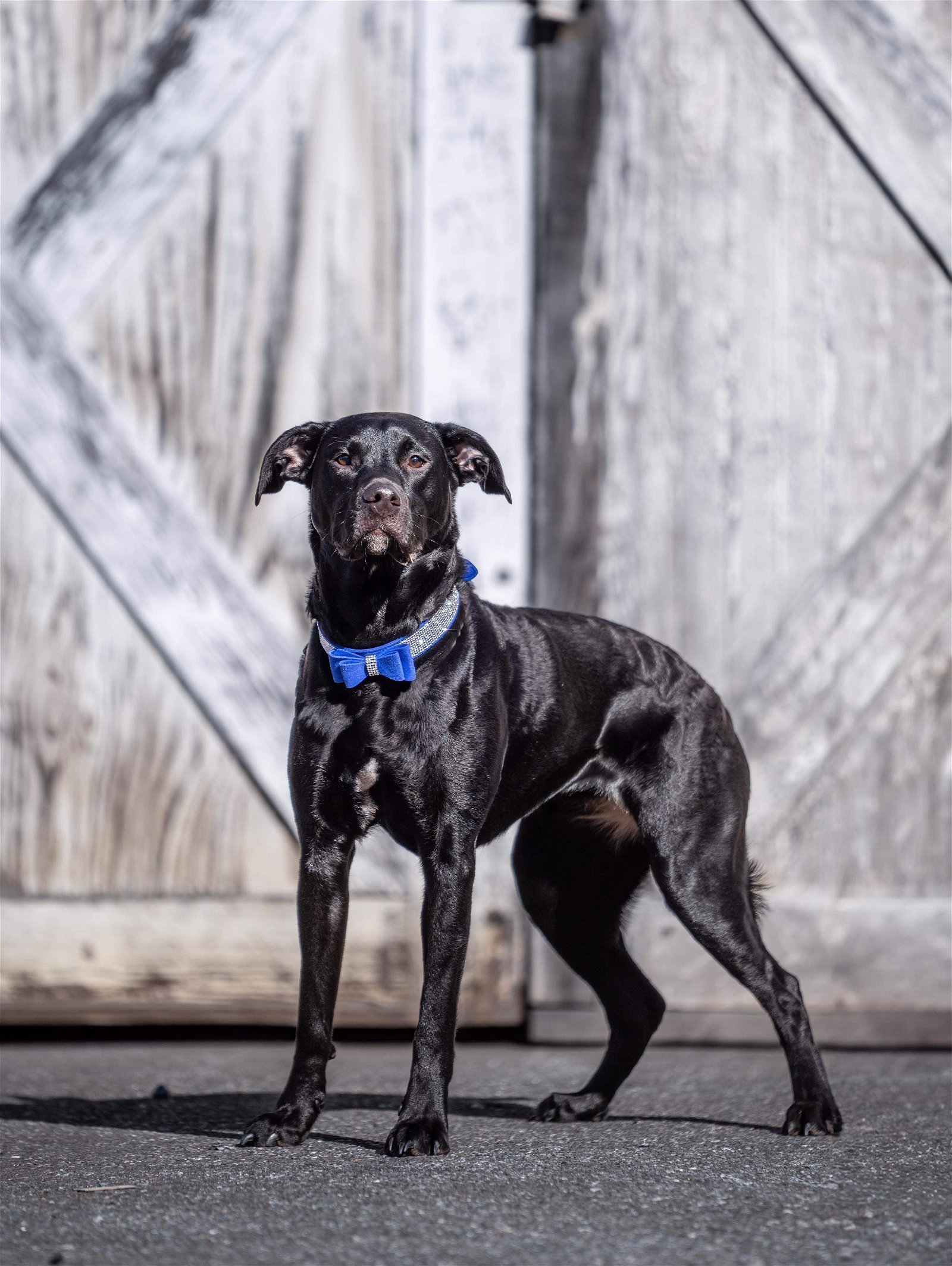 LuLuBelle: Not at the shelter