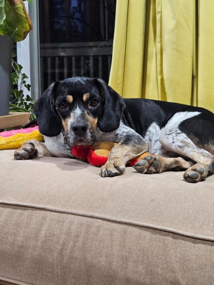 Shay - fostered in Omaha