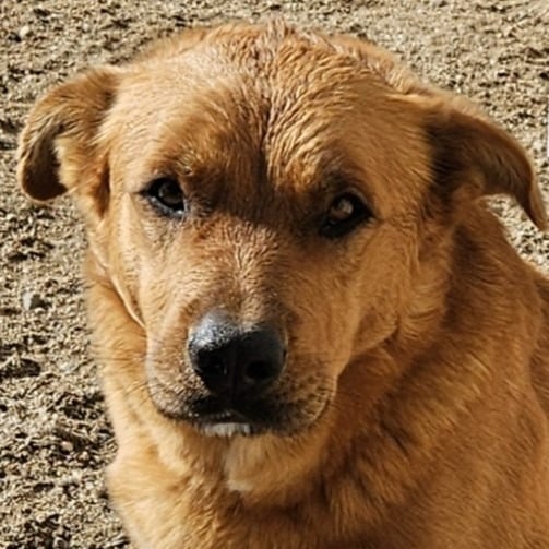 Rambo (CP) Adopt Me!