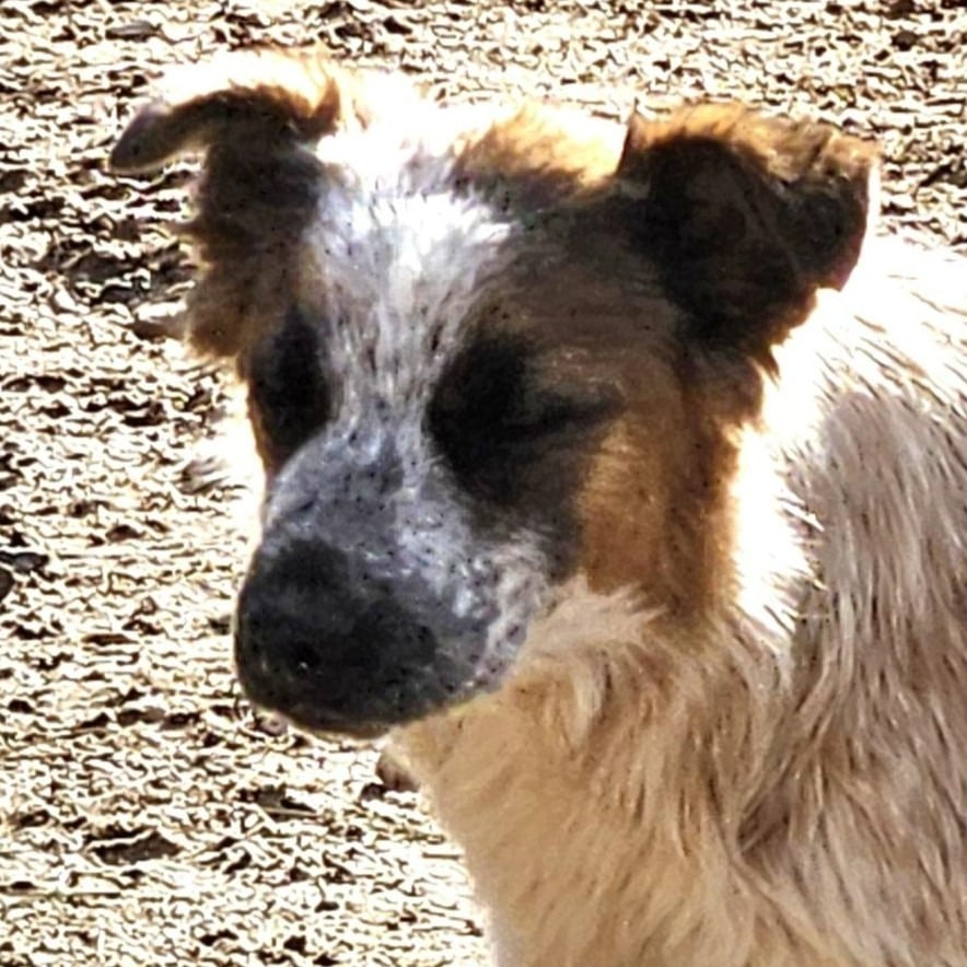 Walker (CP) Adopt Me!