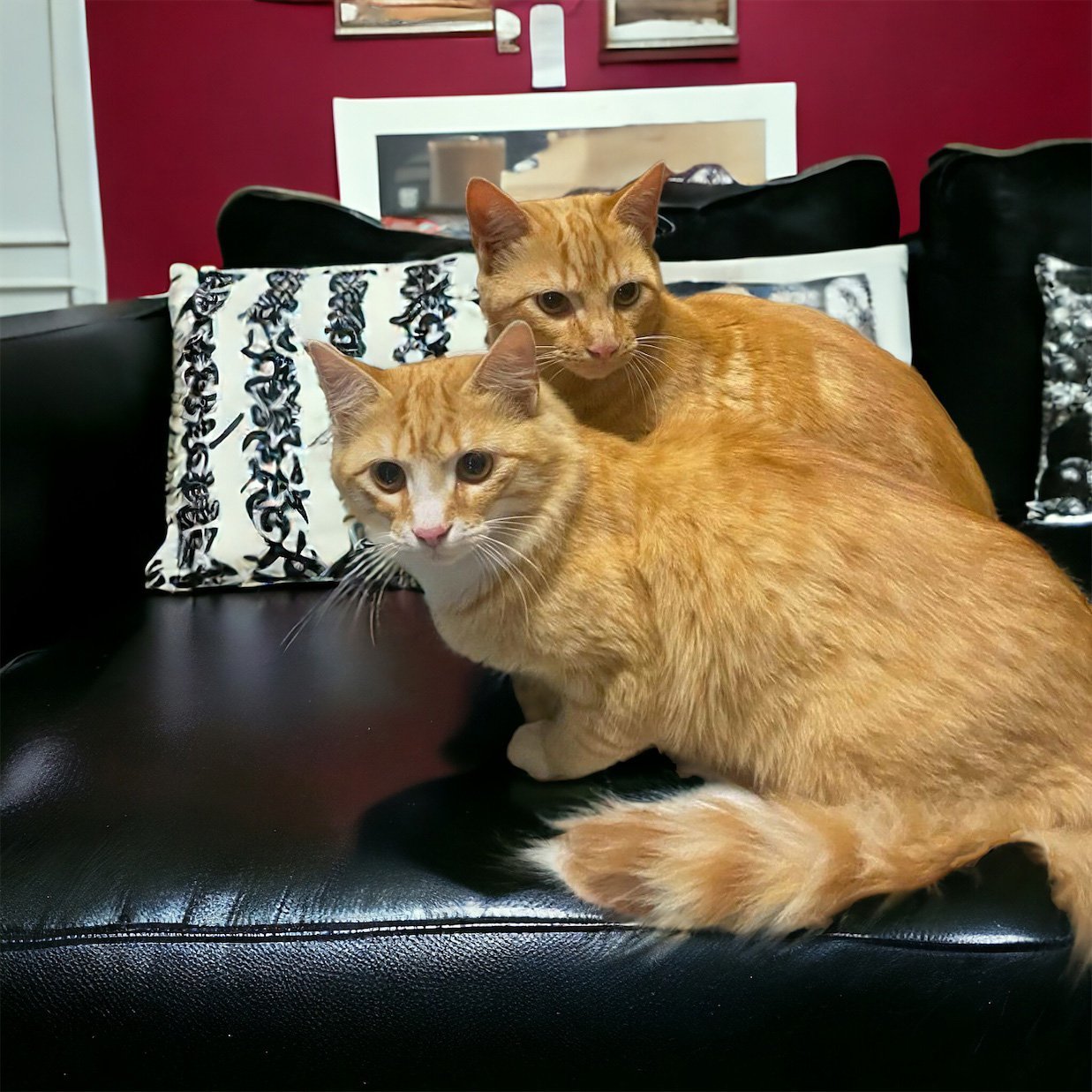 TARZAN AND BOY ORANGE - BONDED BROTHERS