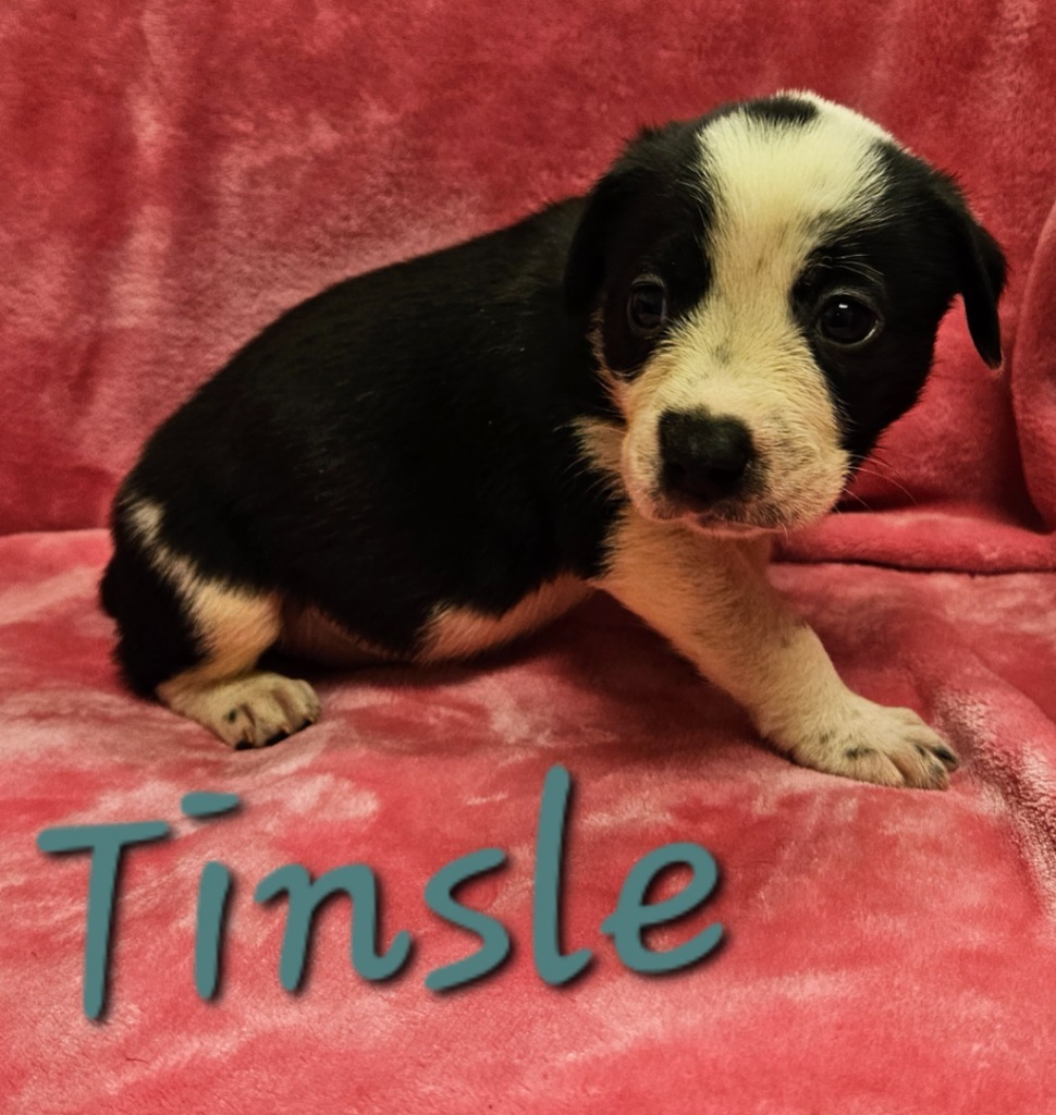Tinsle