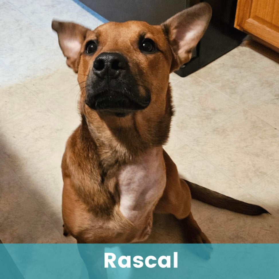 Rascal 