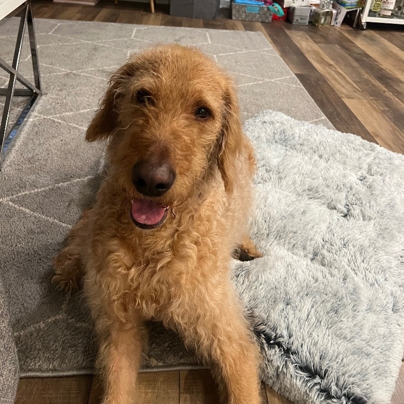 Kevin (Benefactor Dog)