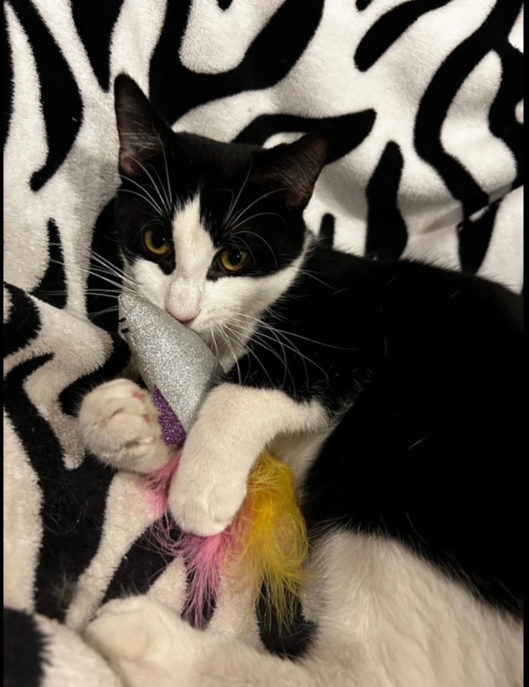 Pablo-(Courtesy Listing)