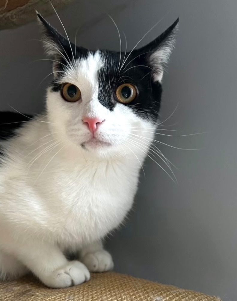 Sal- (Courtesy Listing)