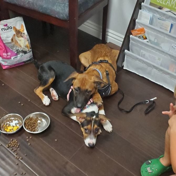 Phoenix Sun cur boxador