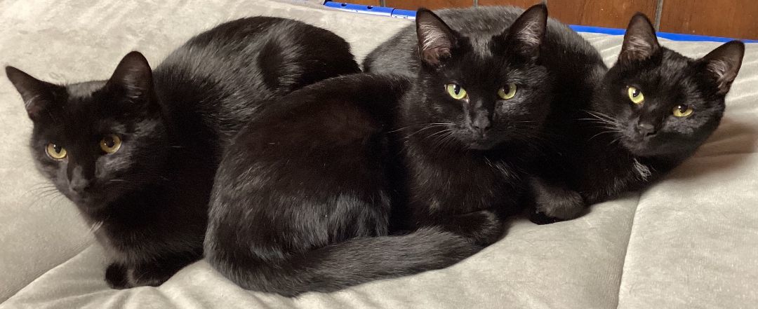 Truman, Mickey, and Cindy