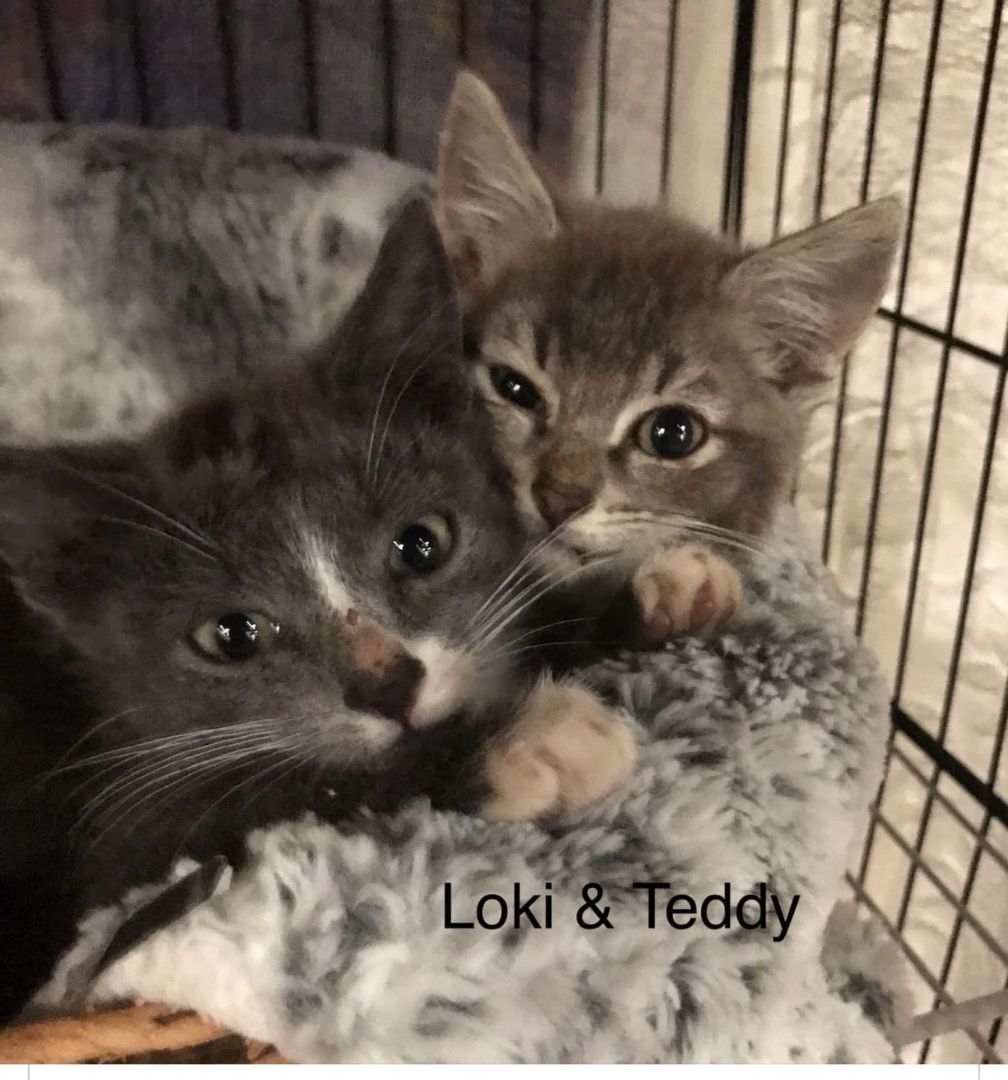 Loki & Teddy 