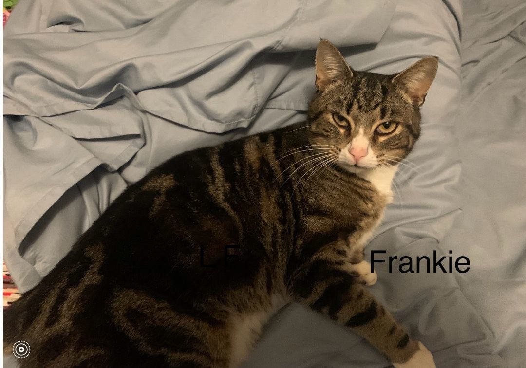 Frankie 