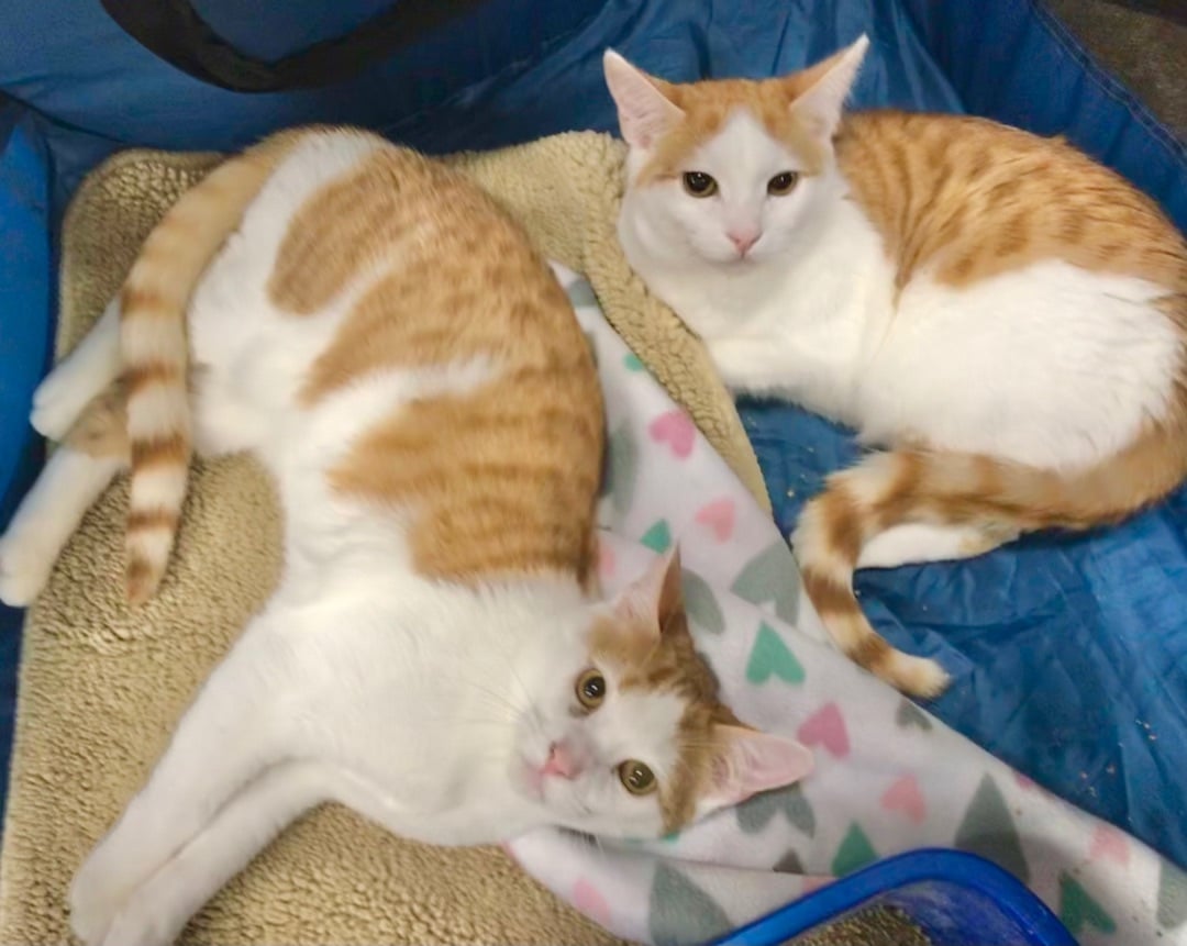 Carmel & Marshmallow 