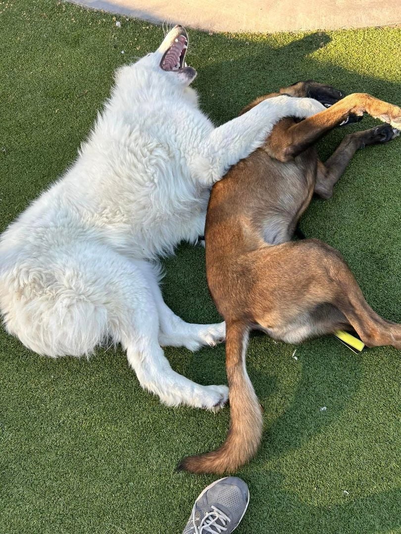 Sebastian and River (The Odd Couple - bonded pair)