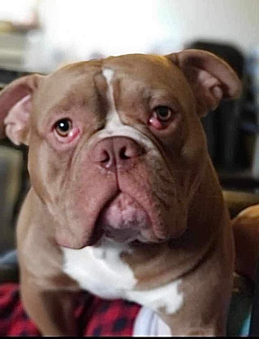 AMMO - *SUPER URGT* NEEDS IMMED FOSTER HOME