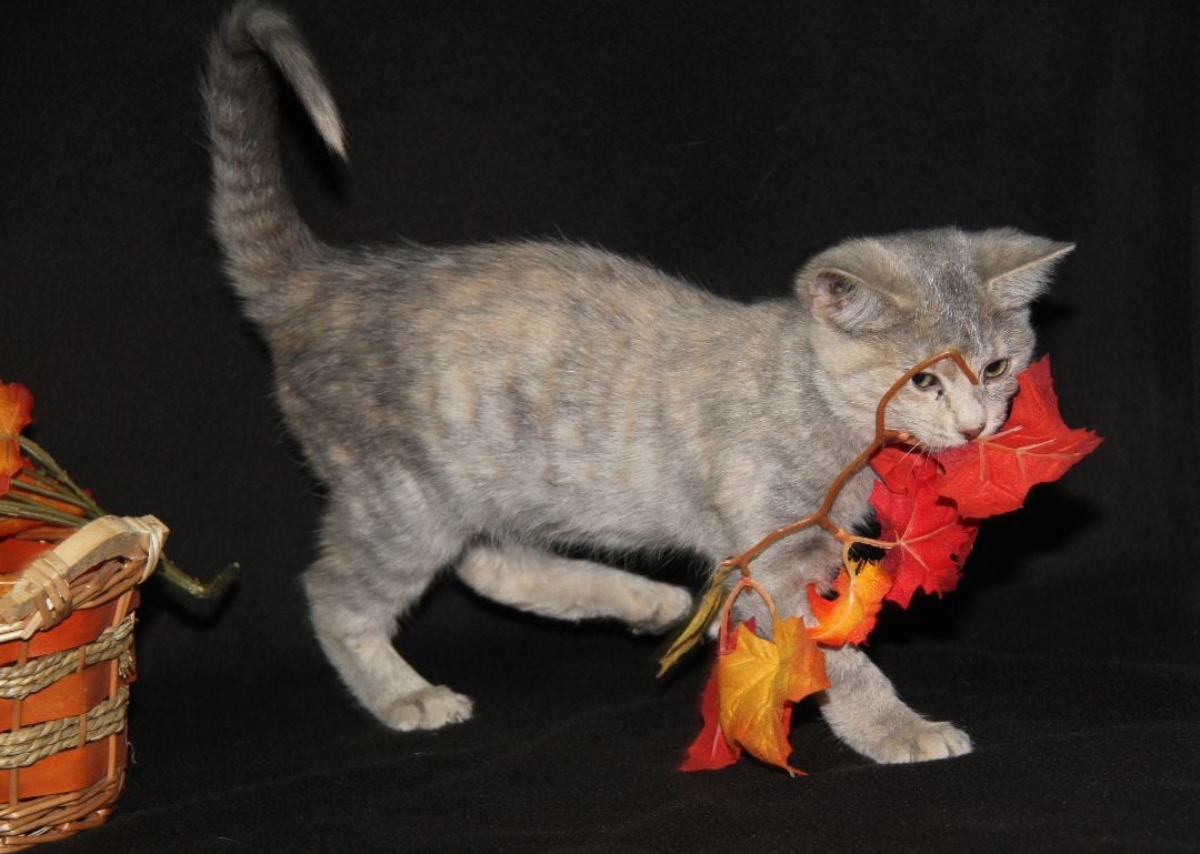 Gidget (Spayed (In Foster Care) (Bonded Pair w/Gizmo)