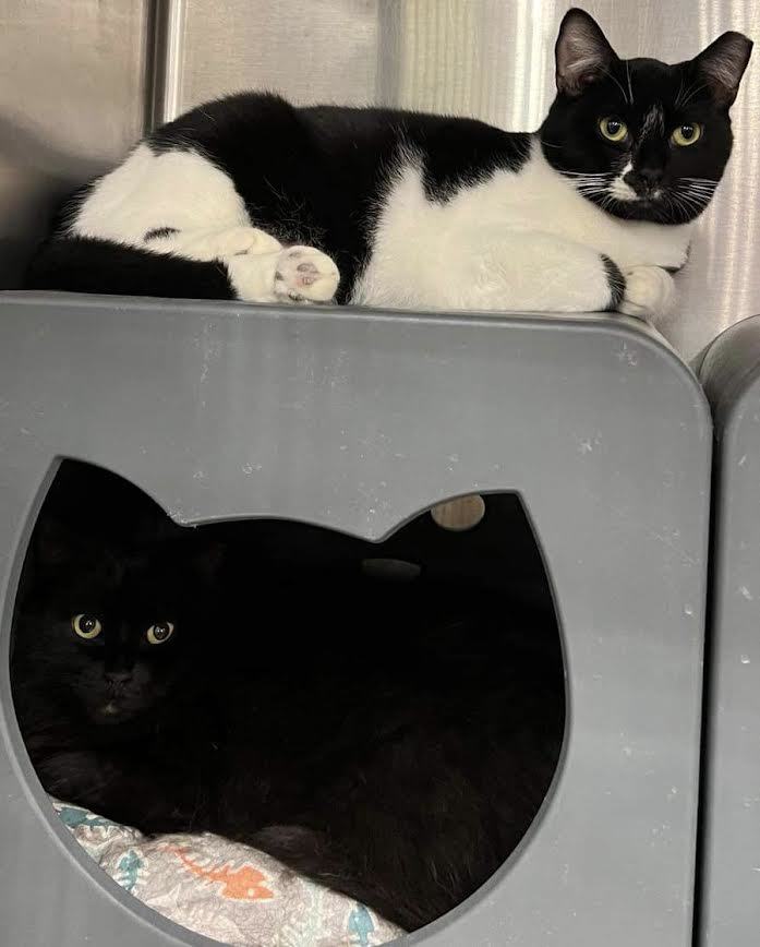 Tres (B/W) & Cuatro (B)