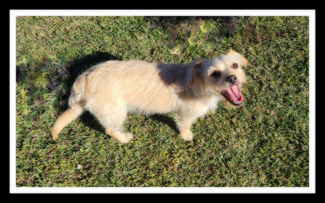 COOKIE (Please submit an application @ southernstaranimalrescue.org)