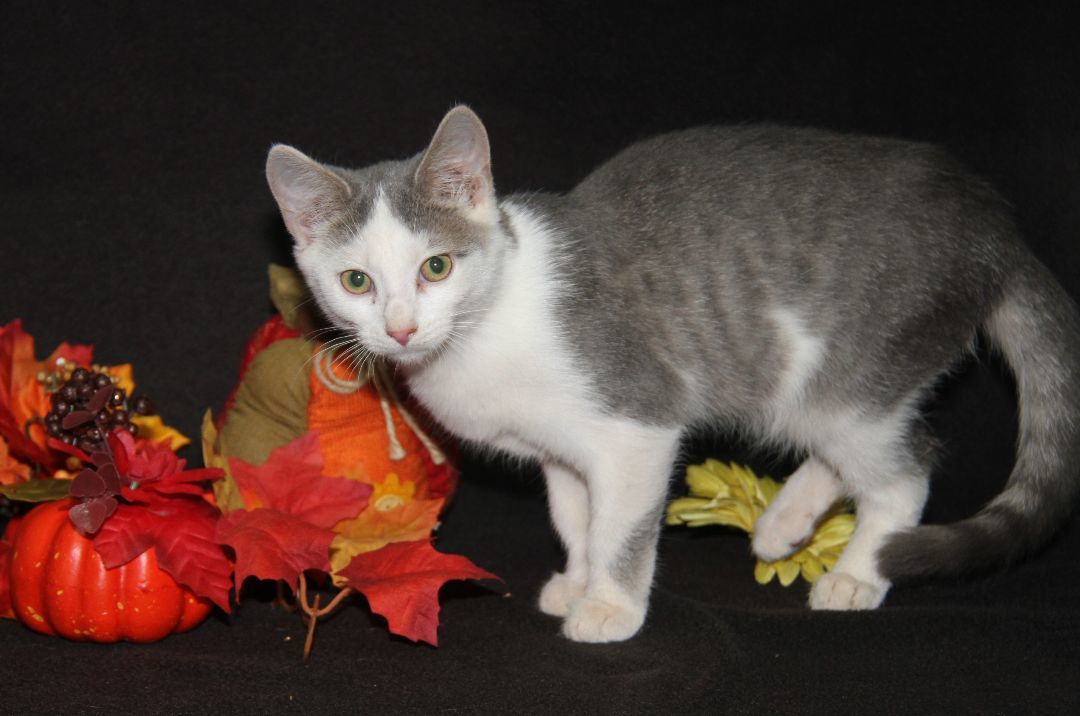 Gizmo (Neutered) (In Foster Care) (Bonded Pair w/Gidget)