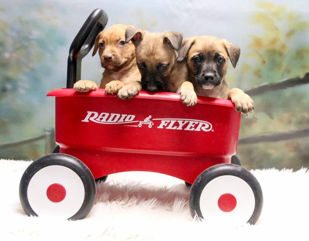 Beverly's Nine Puppies