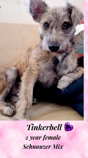 TINKERBELL - 2 YEAR SCHNAUZER MIX FEMALE, PETCO, 5011 E. RAY ROAD, PHOENIX 85044 SATURDAY, FEBRUARY 3, 11 - 2