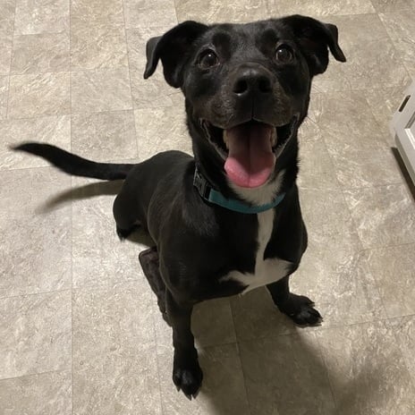 Tippy (Special Needs Tipod)