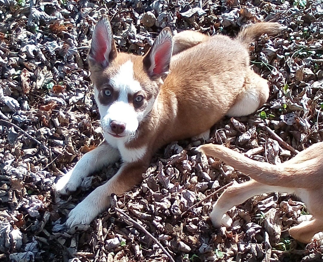 Tucker: What a Lover