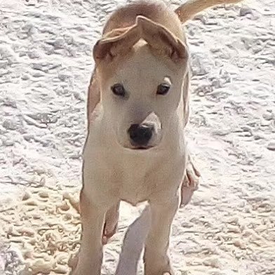 Buddy Boy: Ready to Roll