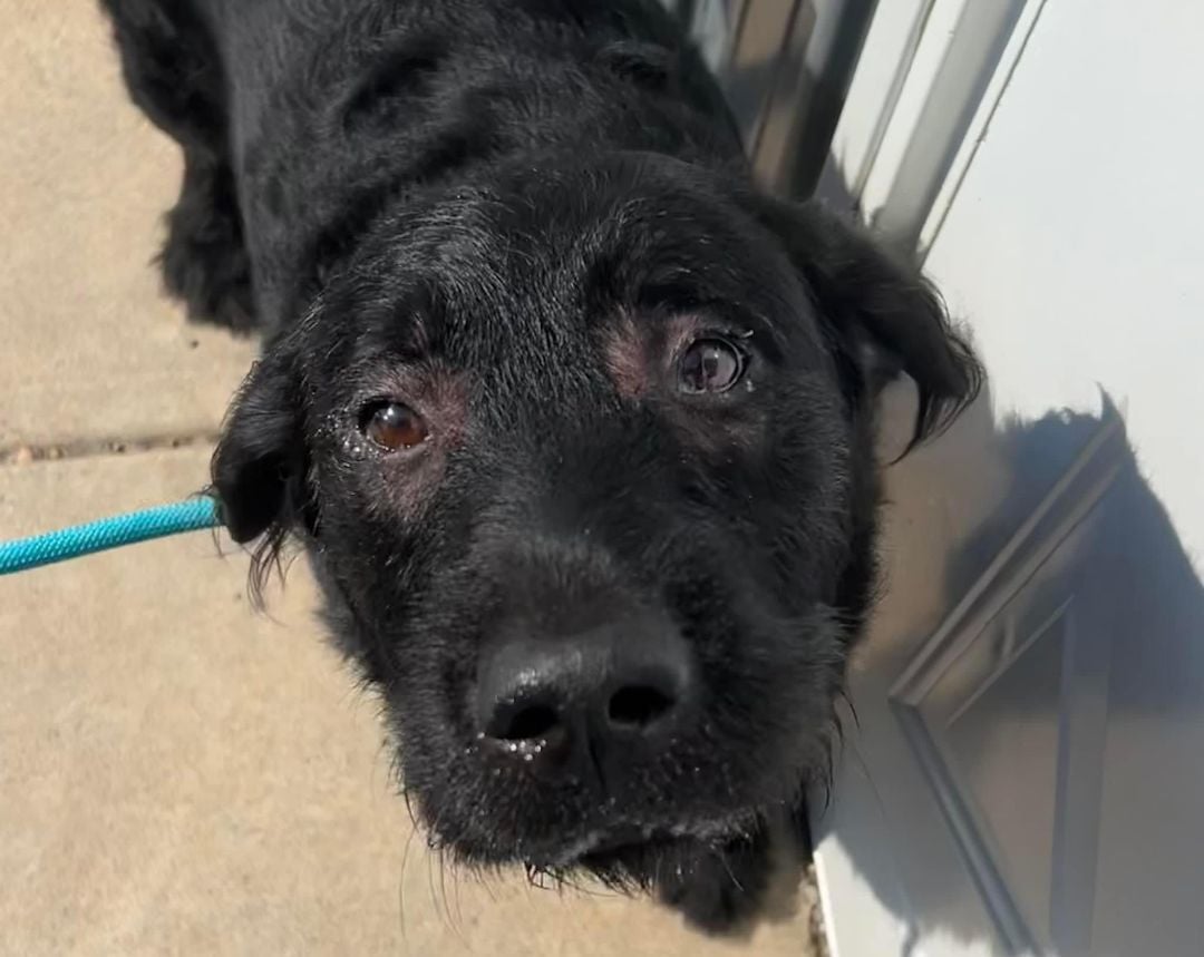 Finn (Courtesy Post) 