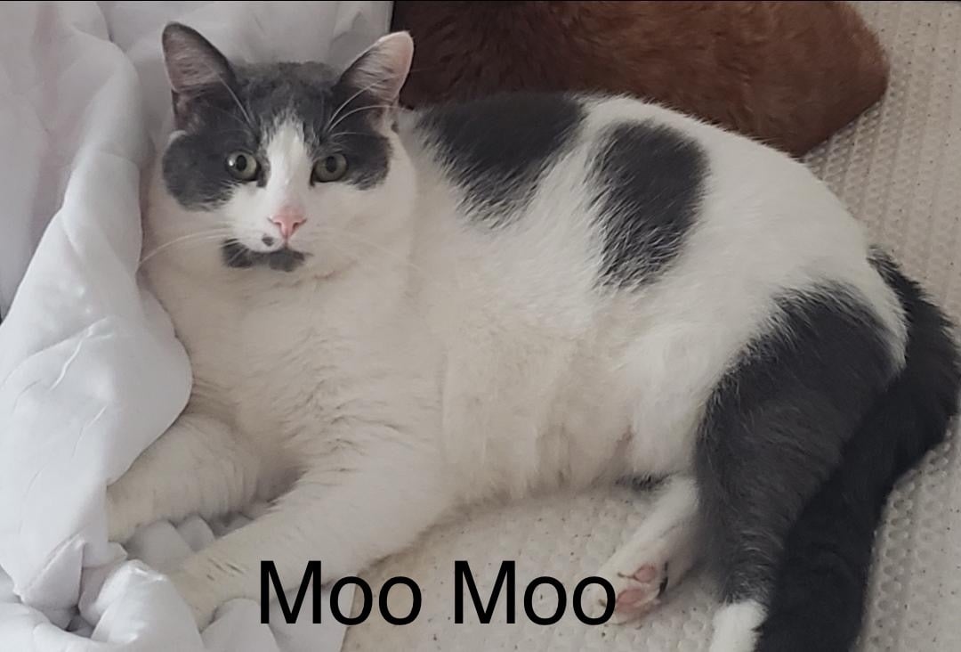 Moo Moo