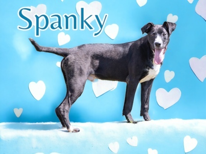 Spanky