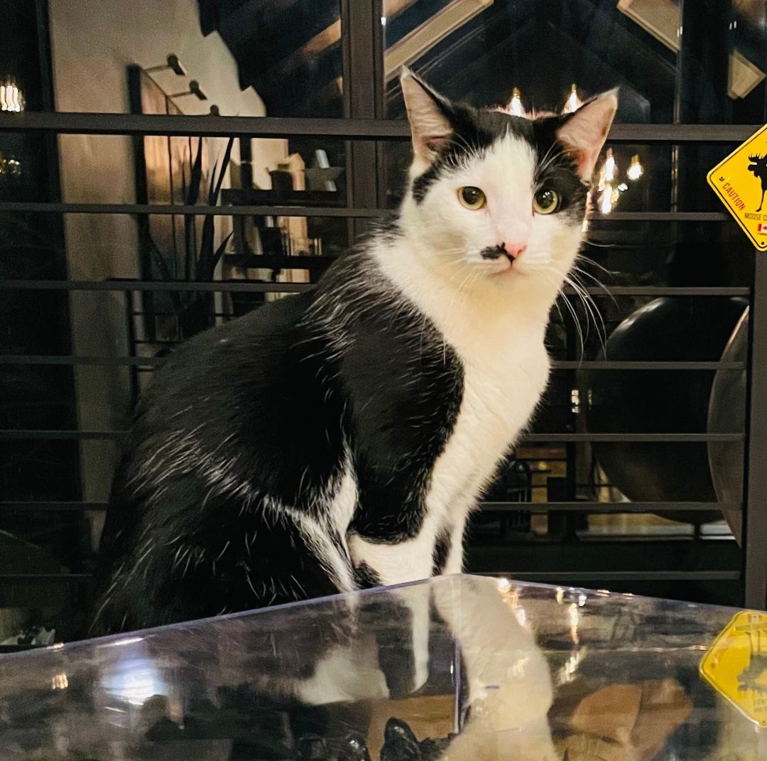 Galaxy Chai (50% off adoption fee)