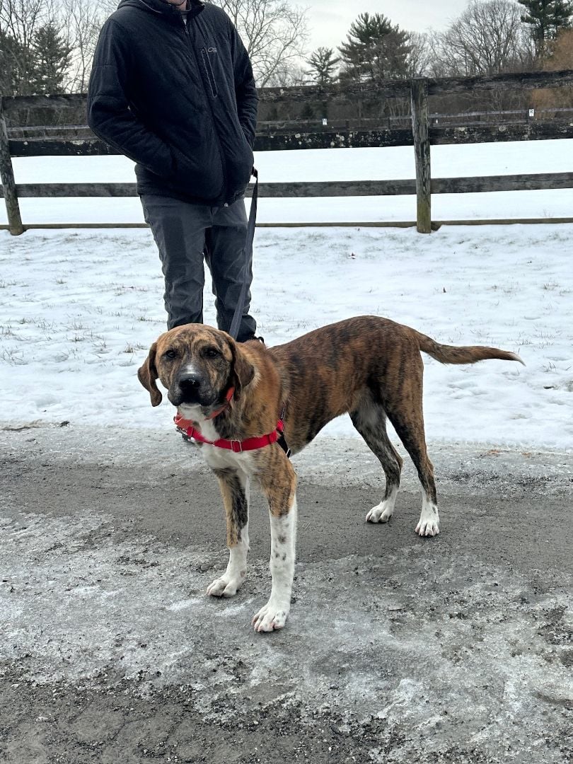 Samson (available 2/14)