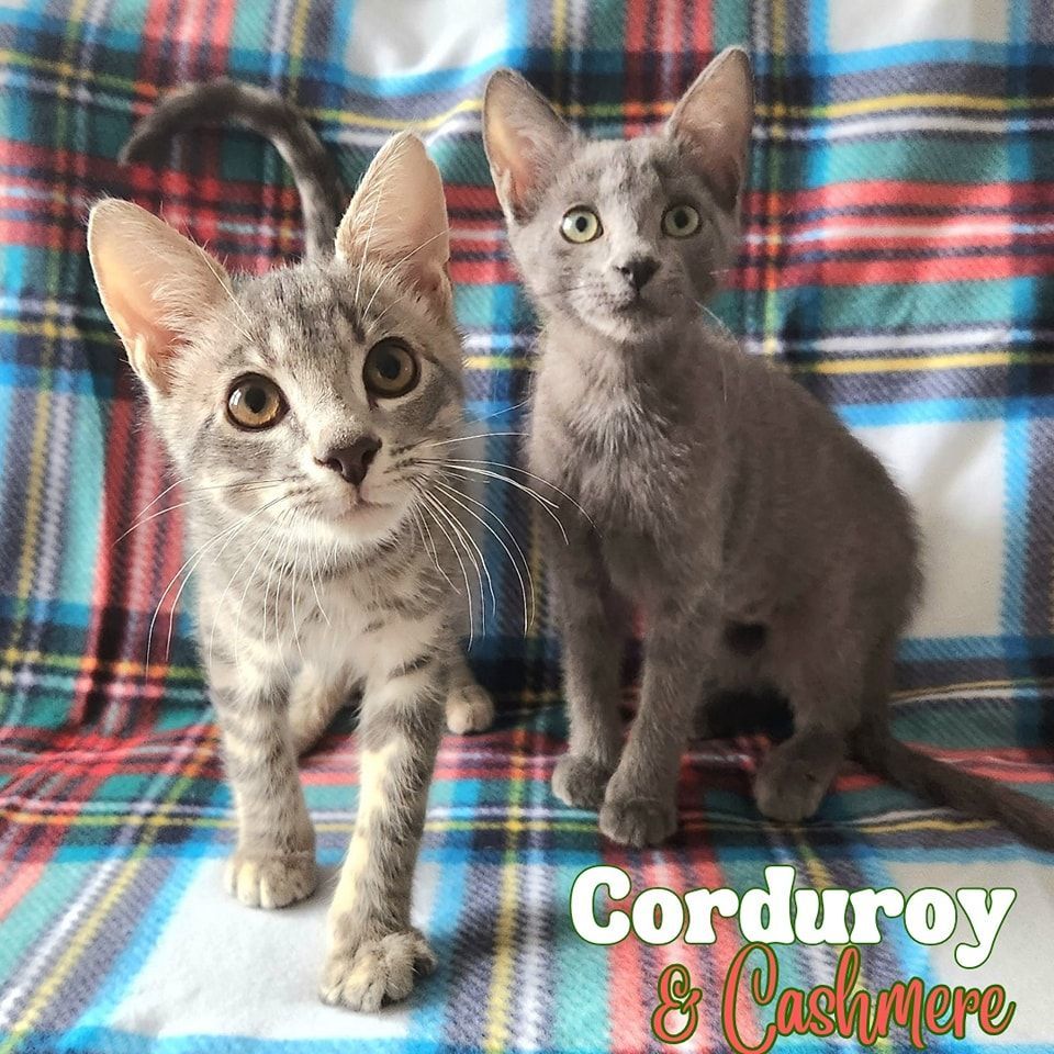 Cashmere & Corduroy *BONDED PAIR*