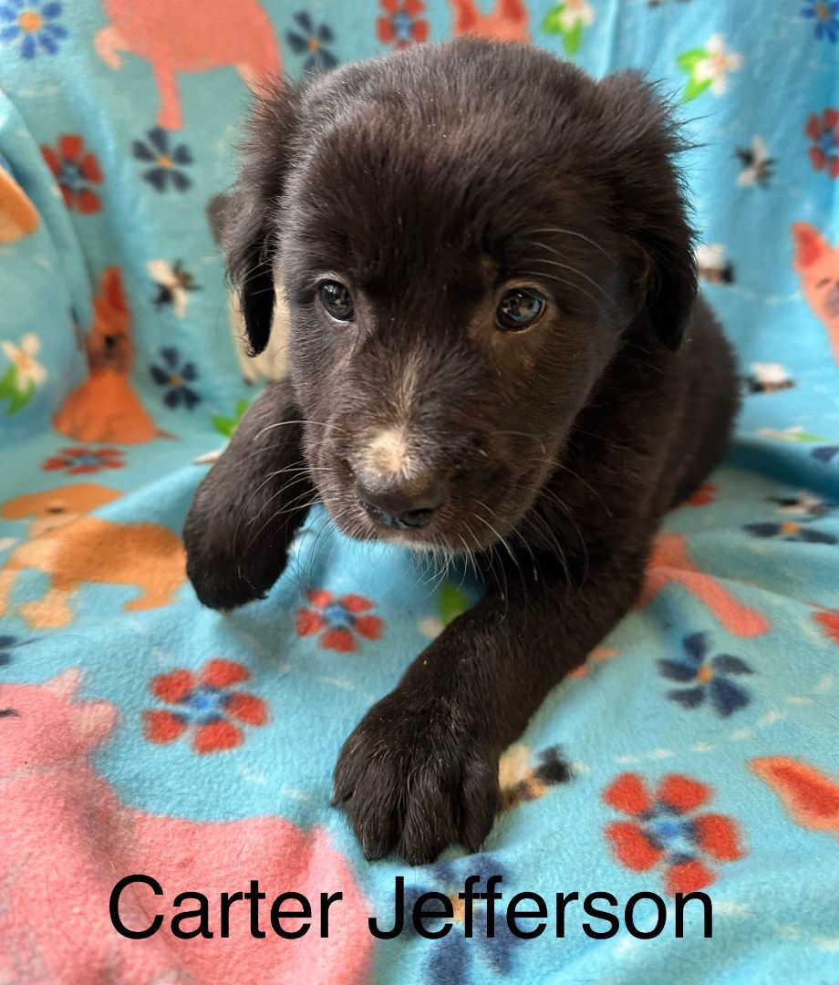 Carter Jefferson 