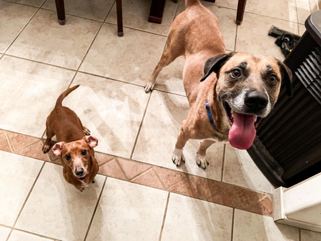 Duke and Gunner (bonded pair)