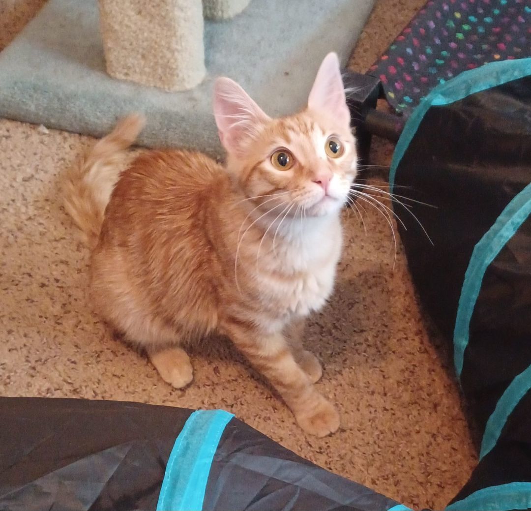 Donnie (must be adopted with Melanie)