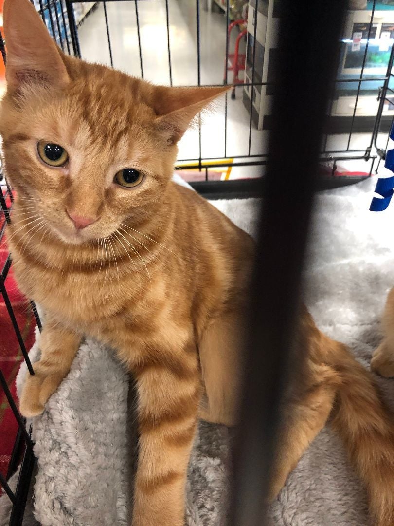 Tiger (Brother of Simba)