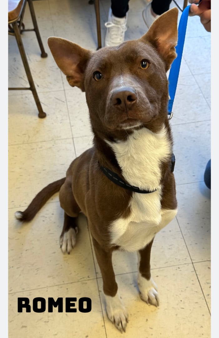 Romeo 