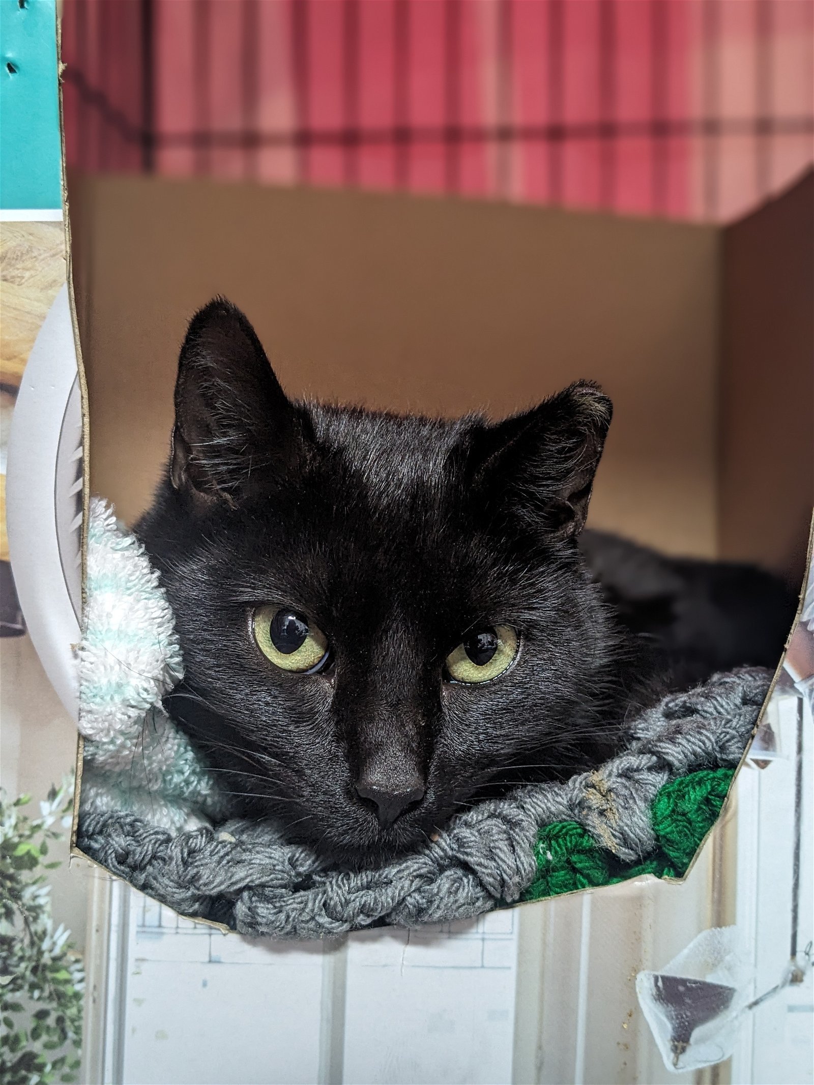 Harley ***COURTESY POST***