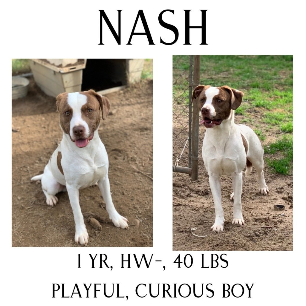 Nash