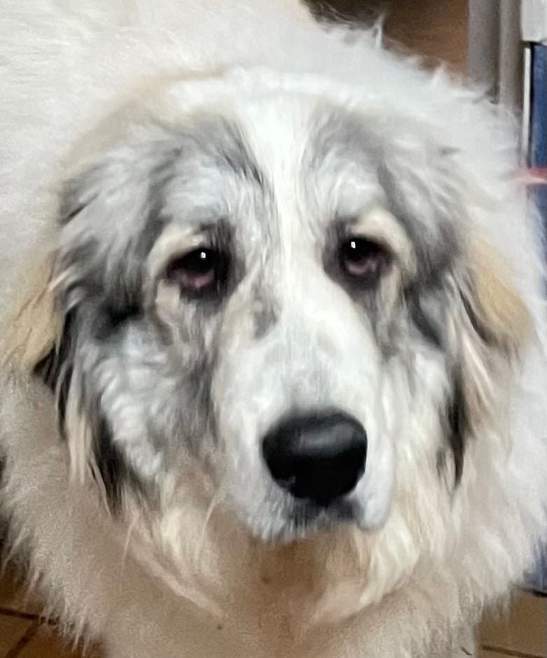 Finley - Young - New to Rescue- Needs Foster