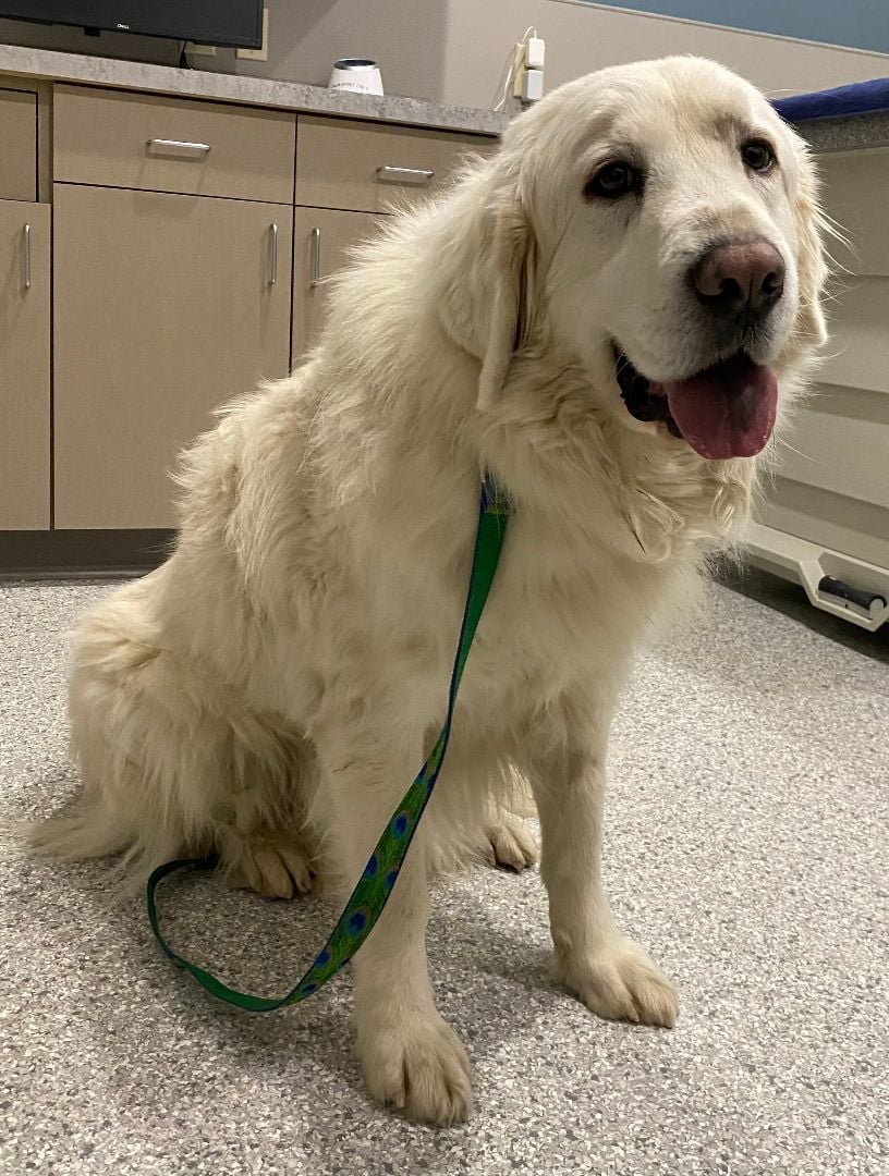 Finn - New to Rescue - Needs Foster following surgery