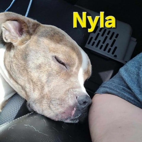 Nyla