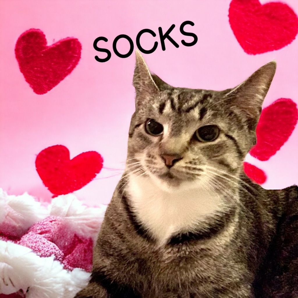 Socks