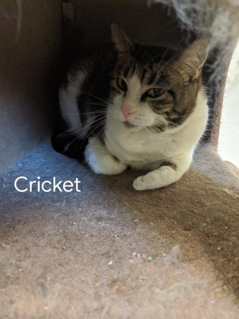 Cricket