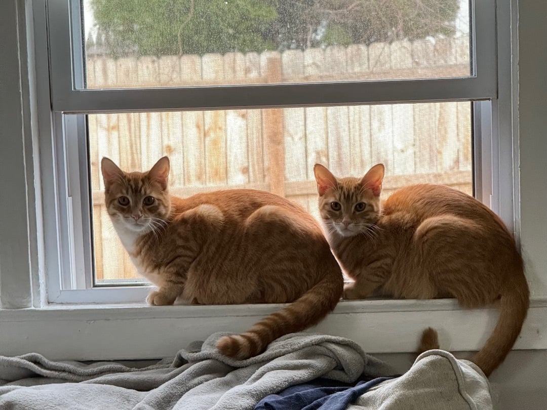 Amber and Marmalade (bonded)