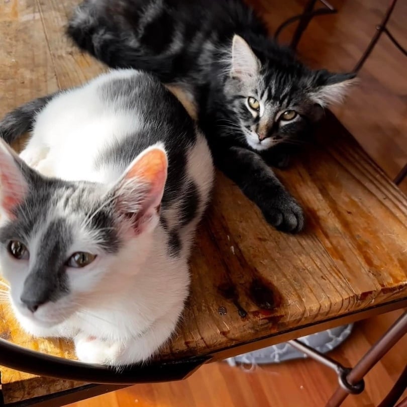 Pepper & Diva (BONDED PAIR)