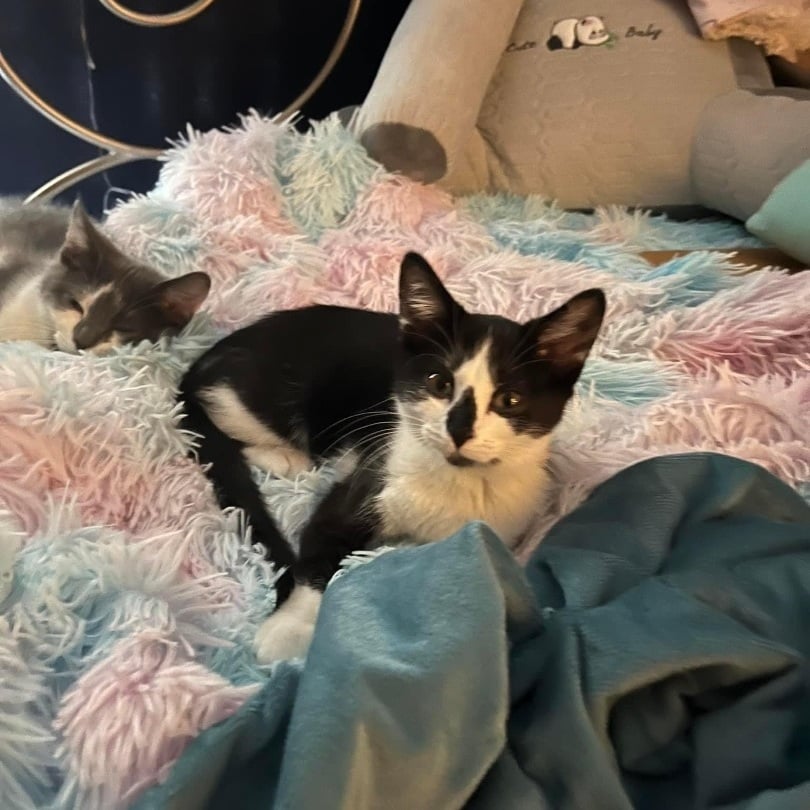 Doc & Dottie (BONDED PAIR)